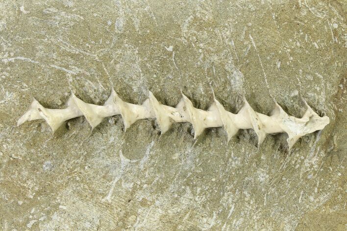 Archimedes Screw Bryozoan Fossil - Illinois #325659
